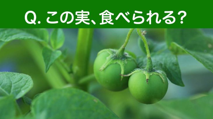 【ジャガイモの実】食べられる？ミニトマトに似た実の正体と注意点