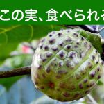 見た目は果物？でも要注意。毒性を持つこの植物を知っていますか？｜チョウセンアサガオ