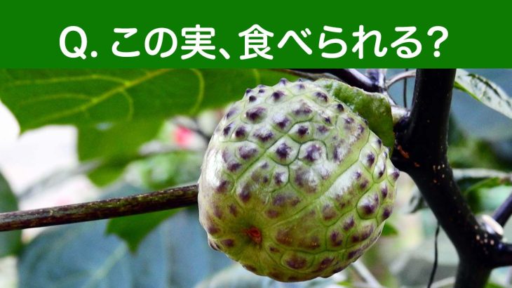 見た目は果物？でも要注意。毒性を持つこの植物を知っていますか？｜チョウセンアサガオ