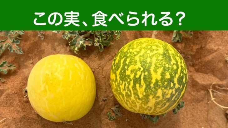 【悪魔の実】デザートスカッシュは甘くない！｜スイカそっくりの危険植物