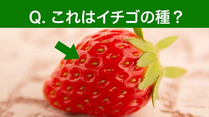9割の人が間違える？｜イチゴの種はどこにある？よくある勘違いを解説