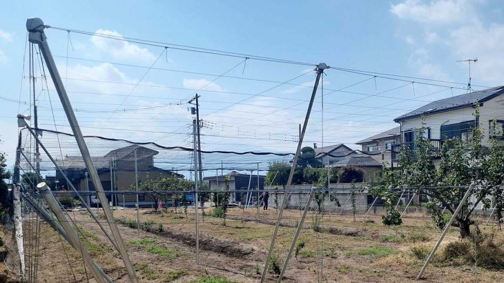 果樹棚施工｜二段棚による後付けできる防鳥対策