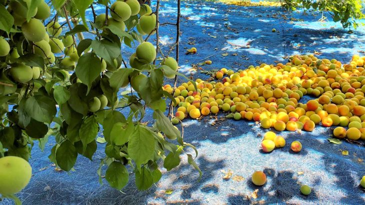 梅の収穫は防風網で簡単に｜落ちた実を逃さない収穫ネットとしての活用術