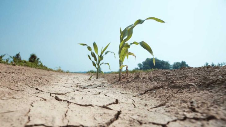 温暖化で作れなくなる作物一覧｜主食の米も？2050年の農業予測