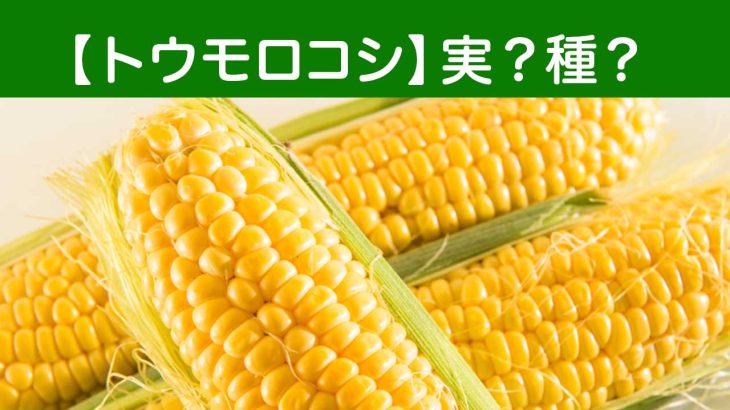 トウモロコシの粒の正体は？実は種ではなく「穎果」という果実