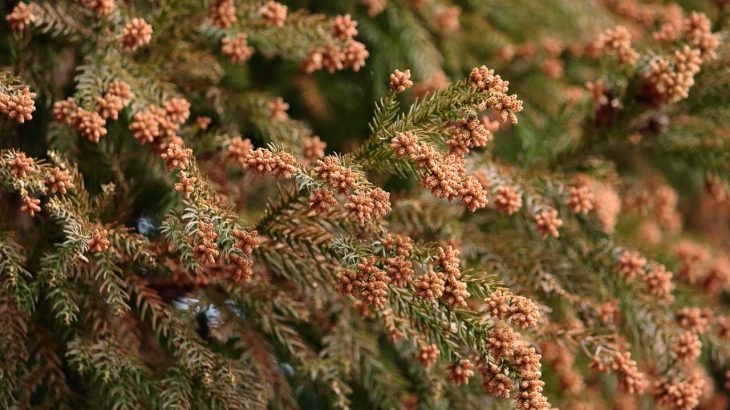 日本人の56％が花粉症？スギ花粉はどこから来る？