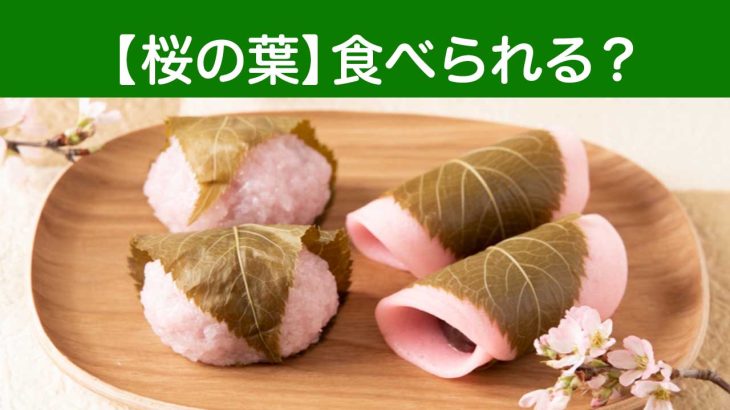 桜の葉は食べられる？実は毒もある桜の意外な真実